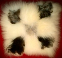 /album/blexfella/imag3028-1-1-jpg/